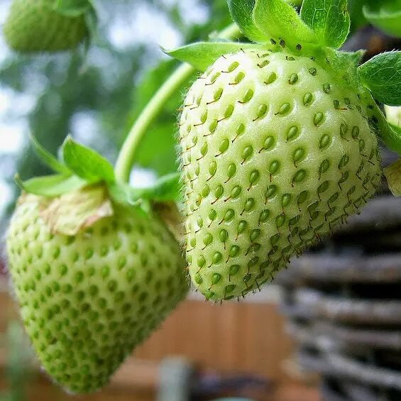  Green Strawberry Seeds 