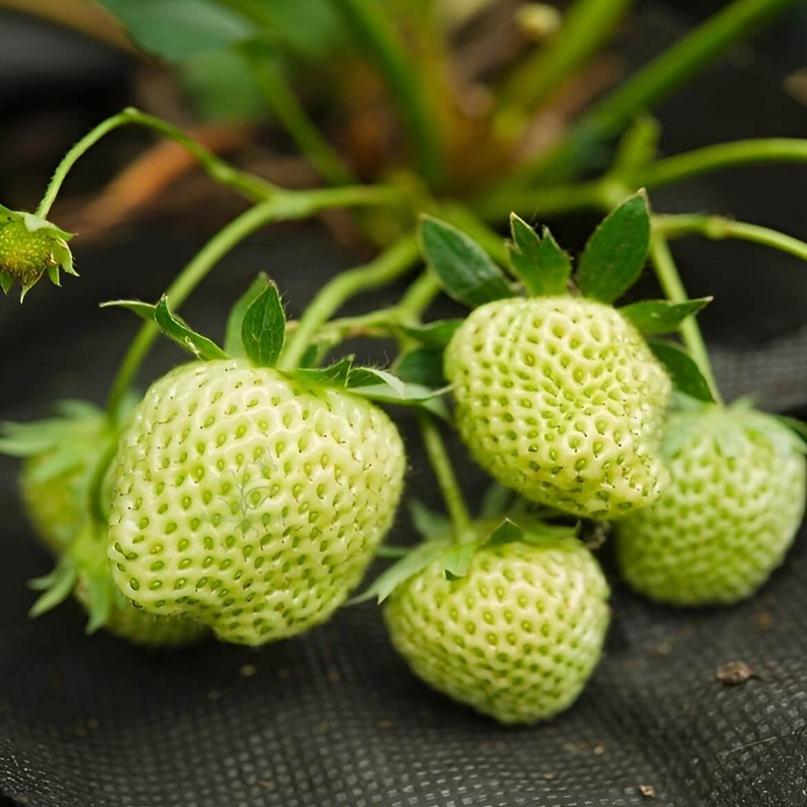 Green Strawberry 