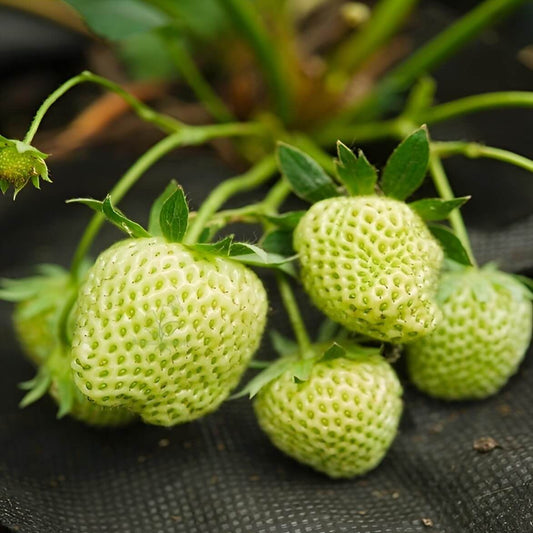 Green Strawberry 