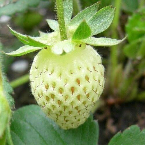  Green Strawberry Seeds 
