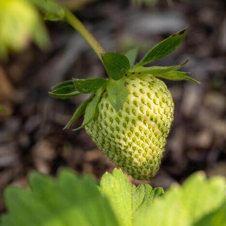  Green Strawberry Seeds 