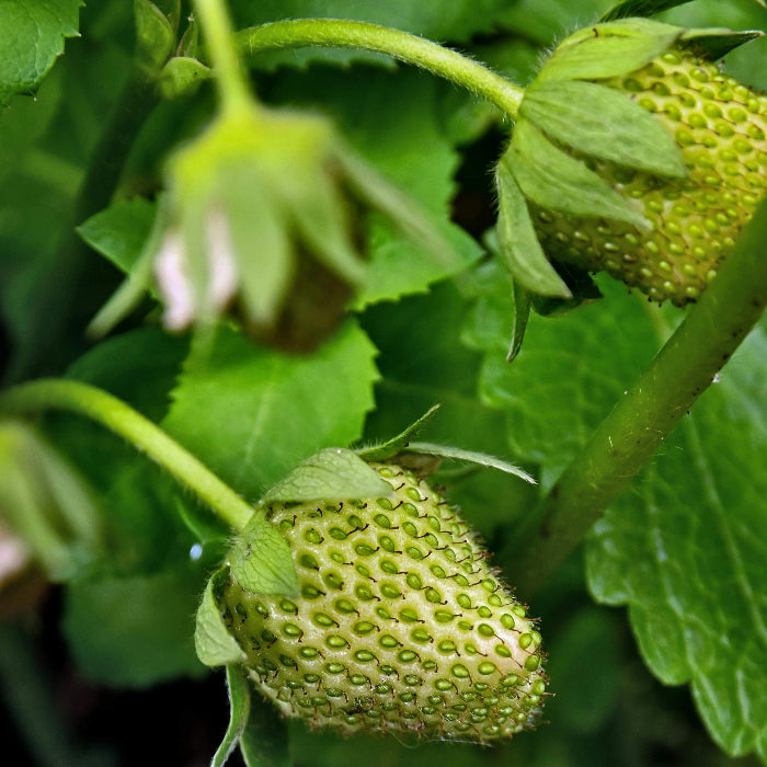  Green Strawberry Seeds 