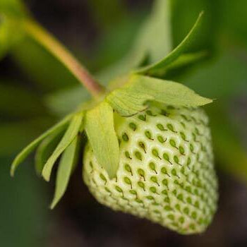  Green Strawberry Seeds 