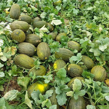 Green Toadskin Melon Seeds