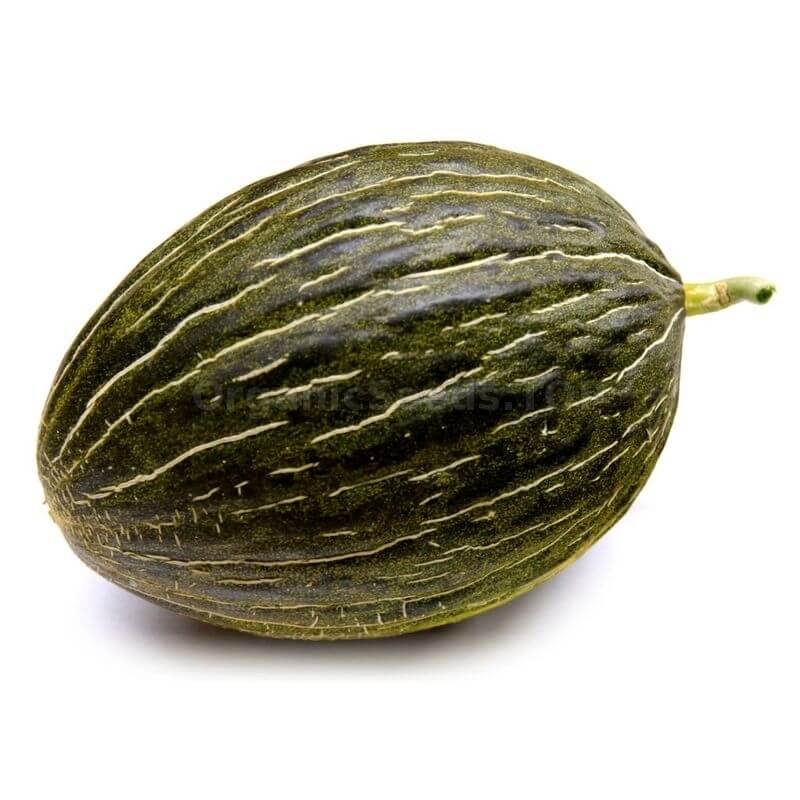 Green Toadskin Melon Seeds