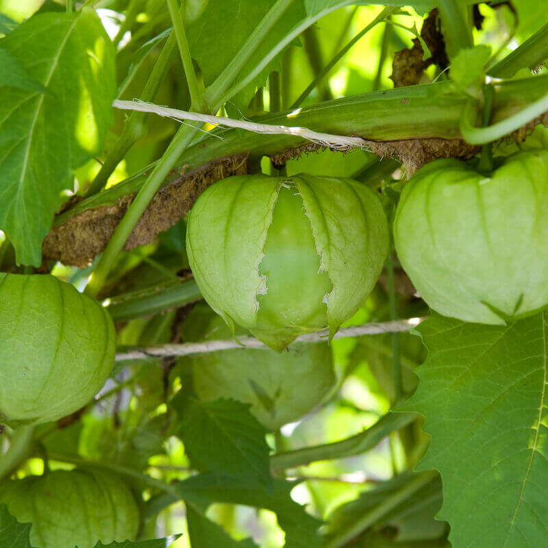 Green Tomatillo Seeds