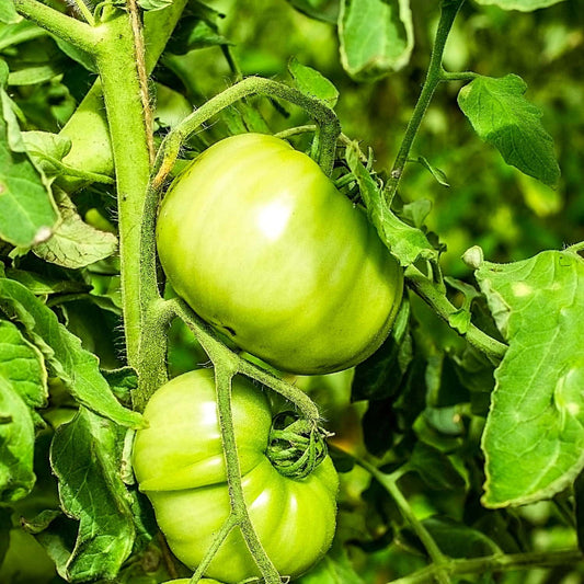 Green Tomato Seeds 
