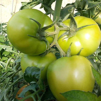 Green Tomato Seeds 