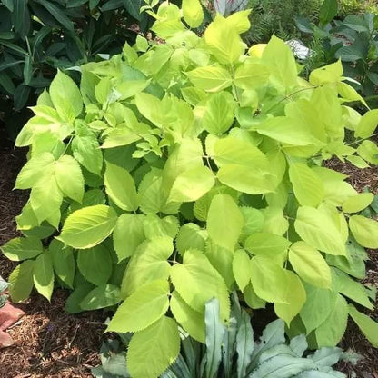 Green Udo seeds