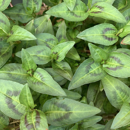 Green Vietnamese Mint Seeds - Herbal Plant