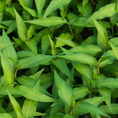 Green Vietnamese Mint Seeds - Herbal Plant