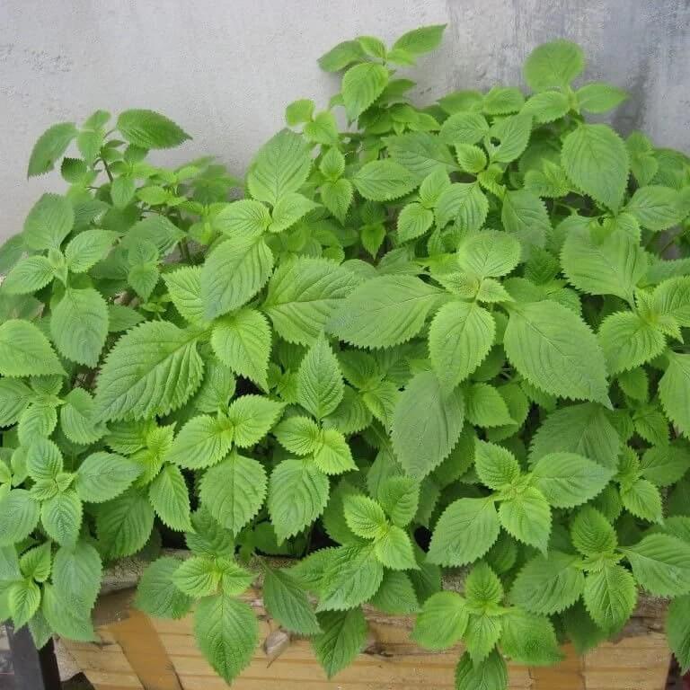 Green Vietnamese Mint Seeds - Herbal Plant