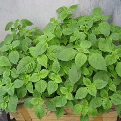Green Vietnamese Mint Seeds - Herbal Plant