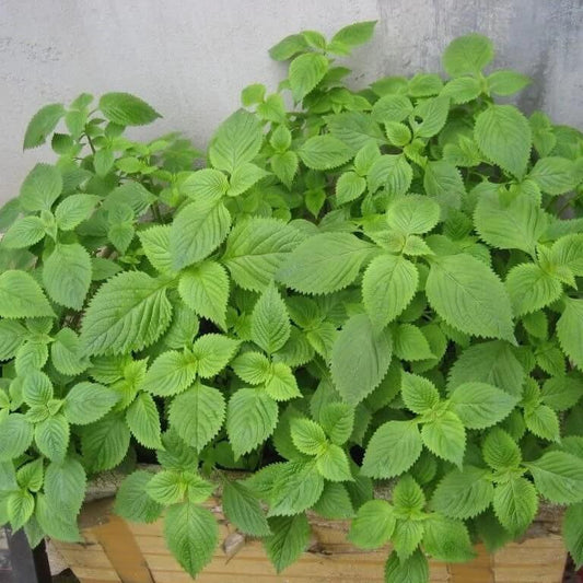 Green Vietnamese Mint Seeds - Herbal Plant