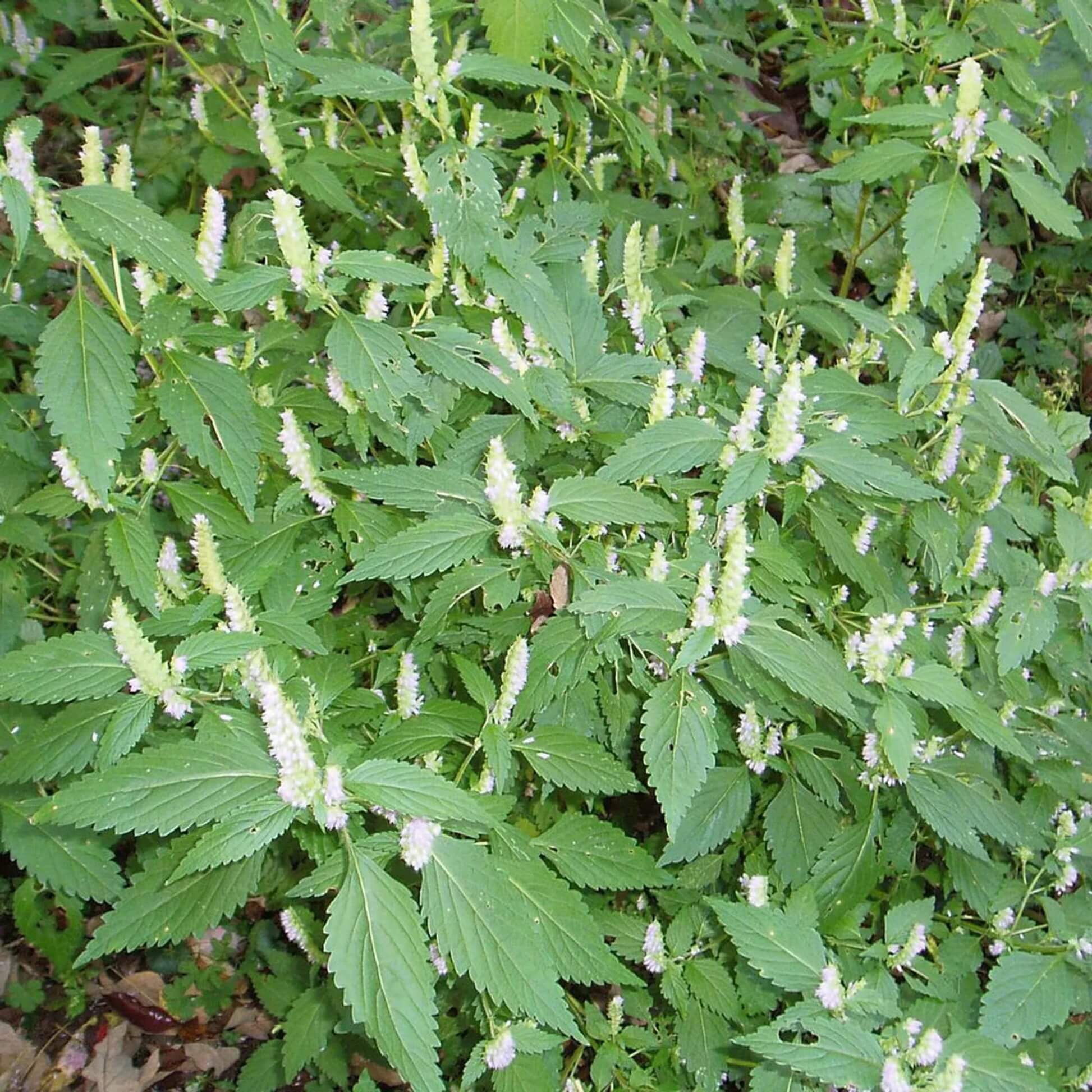 Green Vietnamese Mint Seeds - Herbal Plant