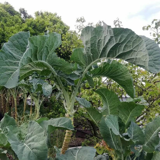 Green Walking Stick Kale Tree Seeds