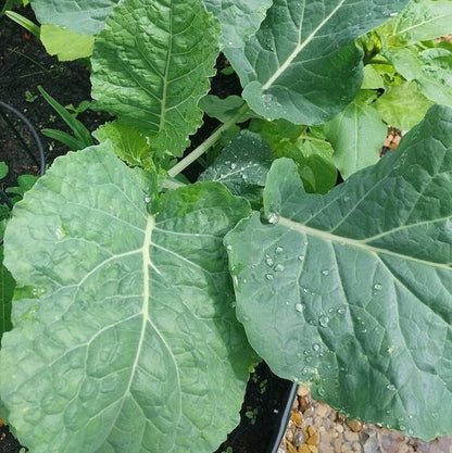 Green Walking Stick Kale Tree Seeds
