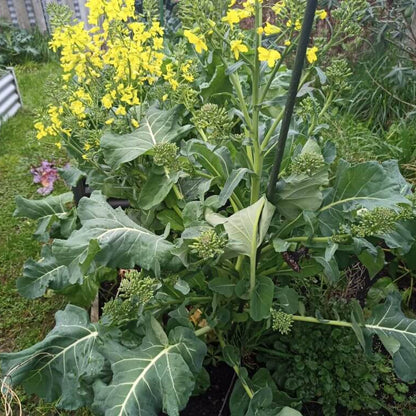 Green Walking Stick Kale Tree Seeds