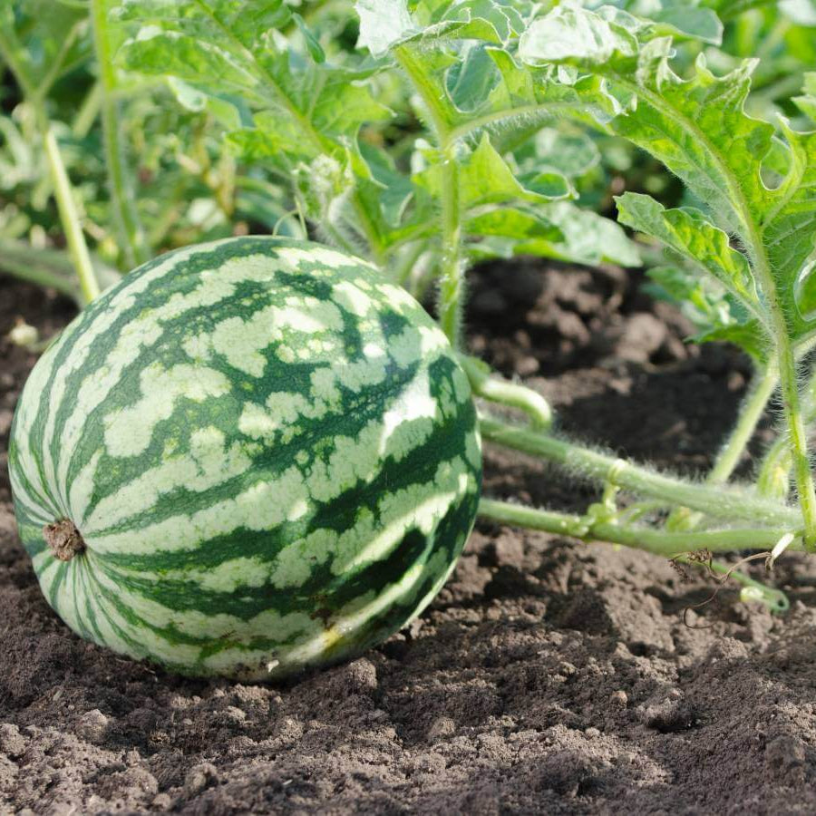 Green Watermelon Seeds