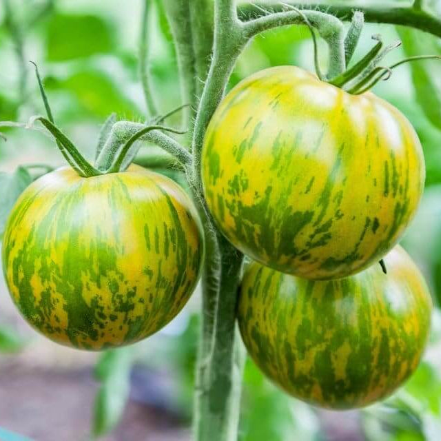 Green White Tomato Seeds 