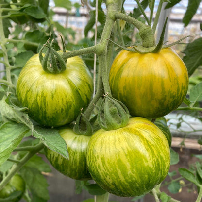 Green White Tomato Seeds 