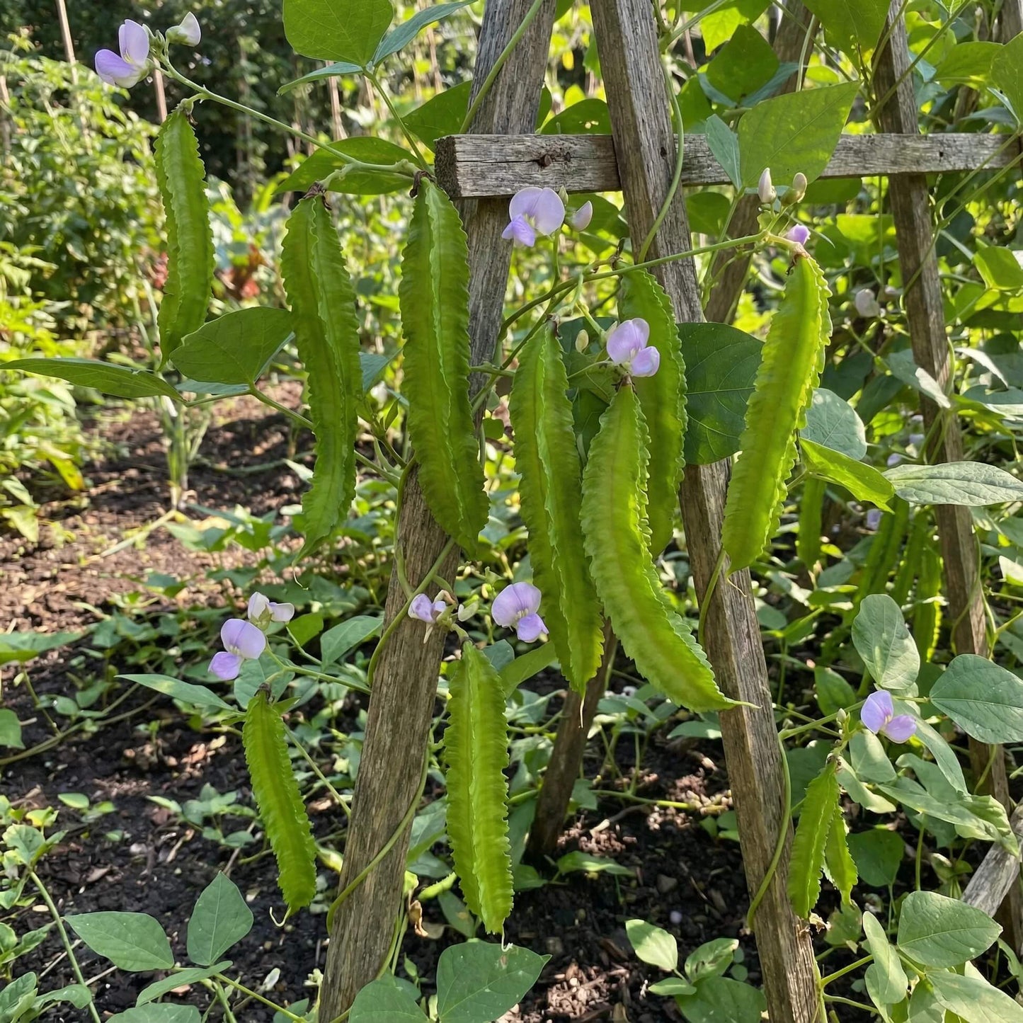 Green Winged Bean Seeds 