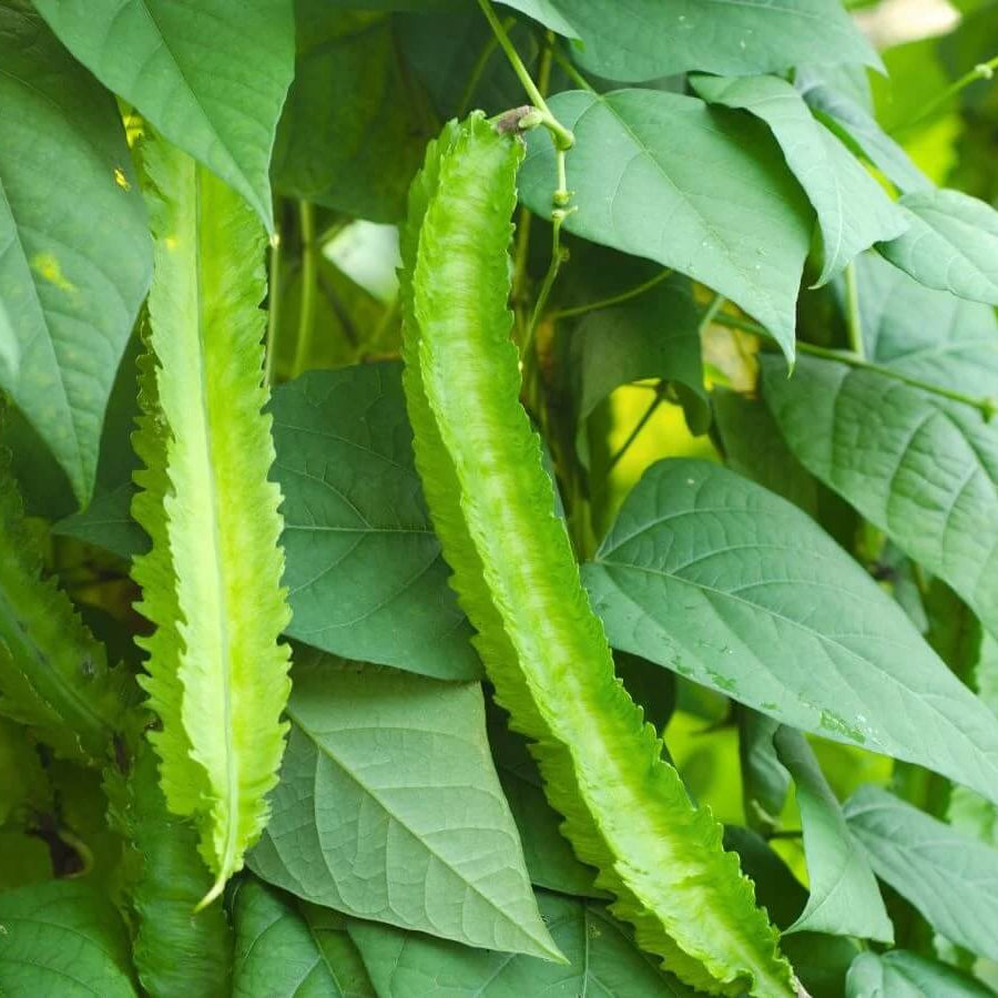Green Winged Bean Seeds 