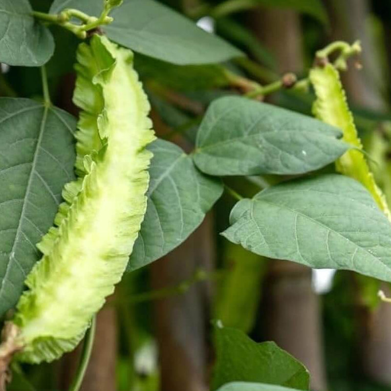 Green Winged Bean Seeds 