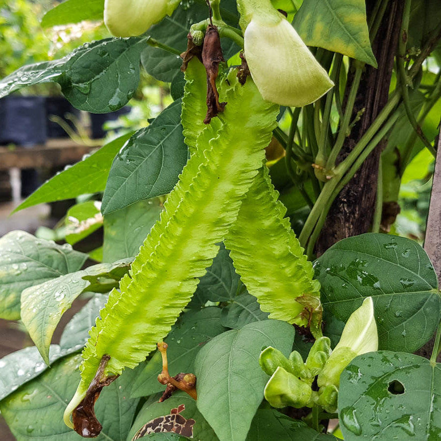 Green Winged Bean Seeds 