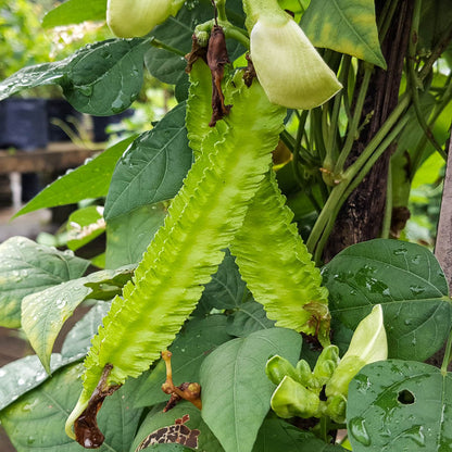 Green Winged Bean Seeds 