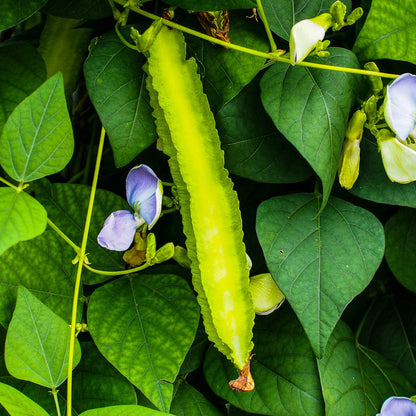 Green Winged Bean Seeds 