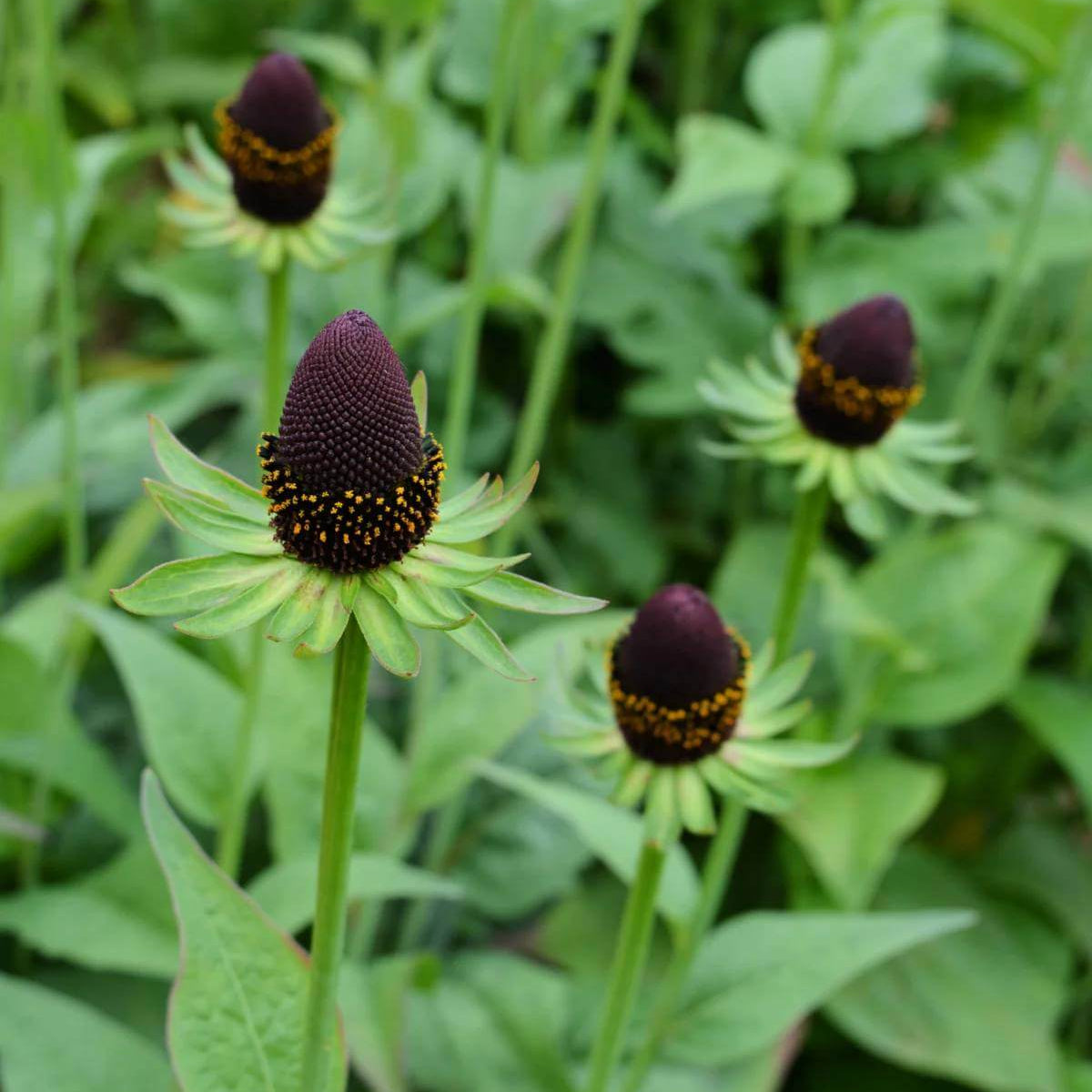 Green Wizard Rudbeckia Seeds