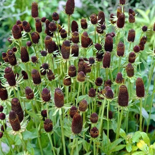 Green Wizard Rudbeckia Seeds