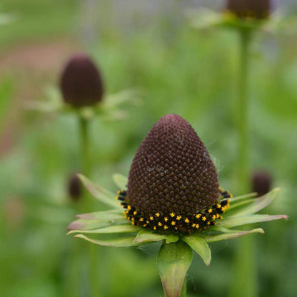Green Wizard Rudbeckia Seeds