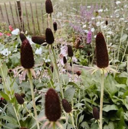 Green Wizard Rudbeckia Seeds