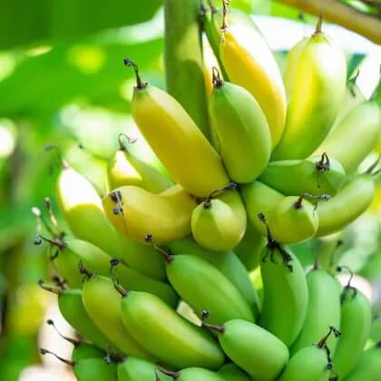 Green Yellow Banana Seeds 