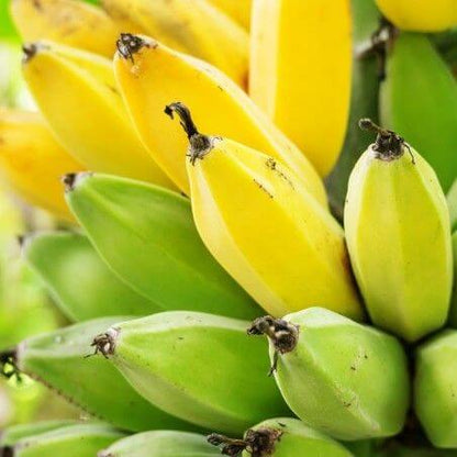Green Yellow Banana Seeds 