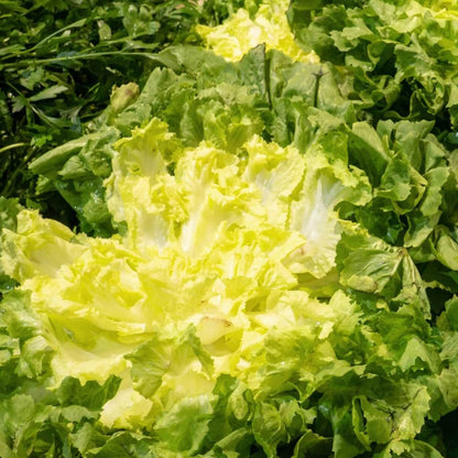 Green Yellow Endive Seeds