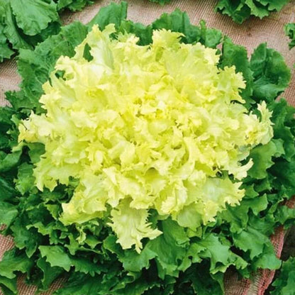 Green Yellow Endive Seedsv