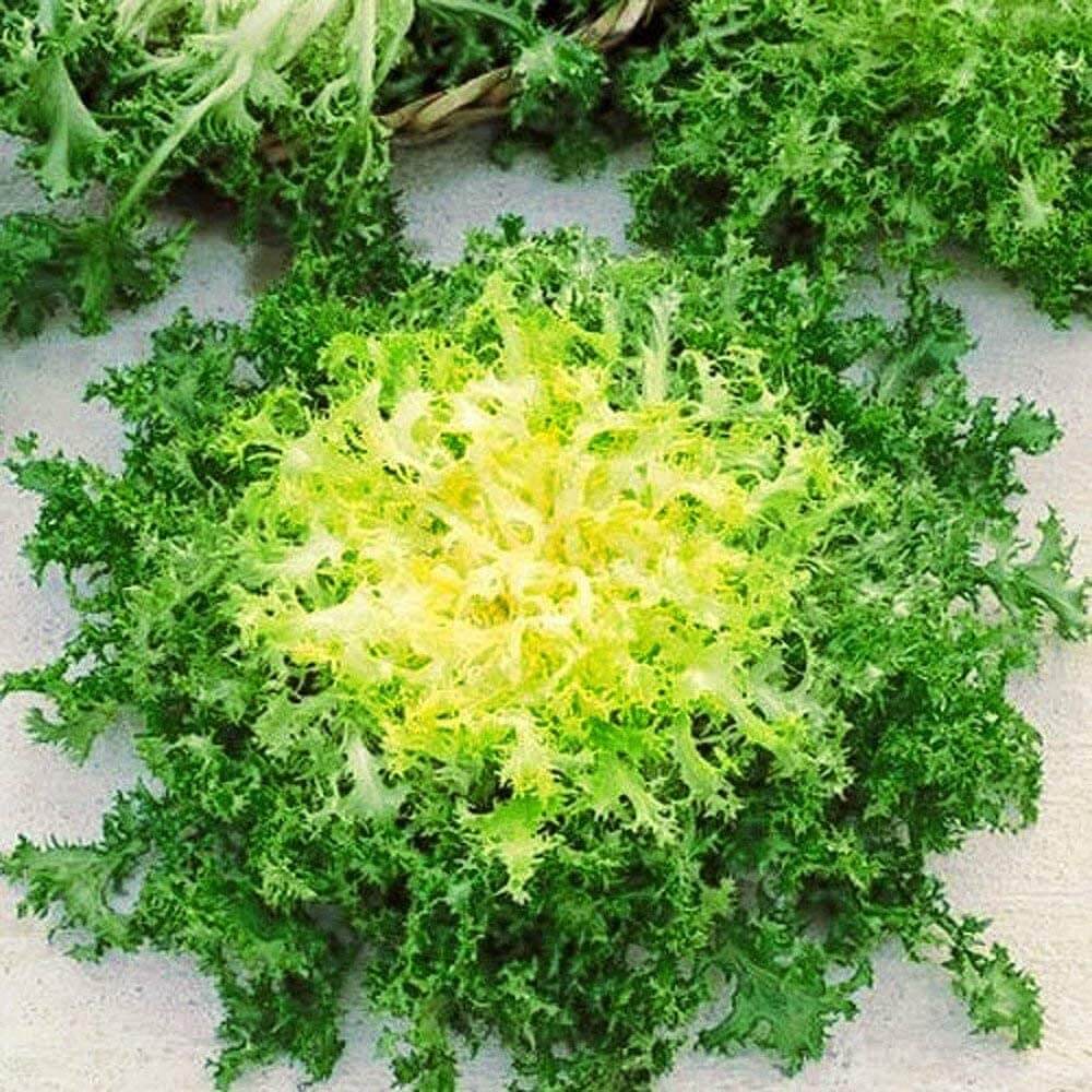 Green Yellow Endive Seeds