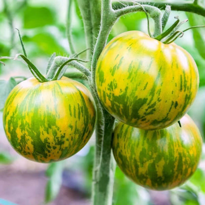 Green Zebra  tomato seeds - Vegetable Plant