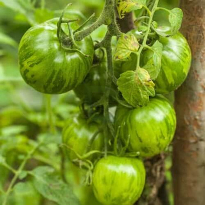 Green Zebra  tomato seeds - Vegetable Plant