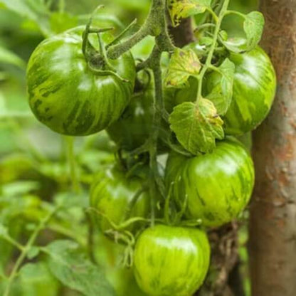 Green Zebra  tomato seeds - Vegetable Plant
