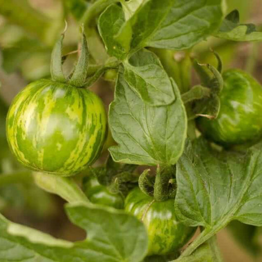 Green Zebra  tomato seeds - Vegetable Plant