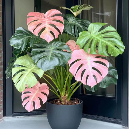 Green and Pink Monstera Seeds