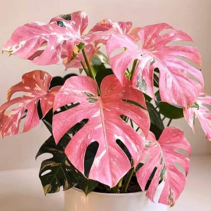 Green and Pink Monstera Seeds