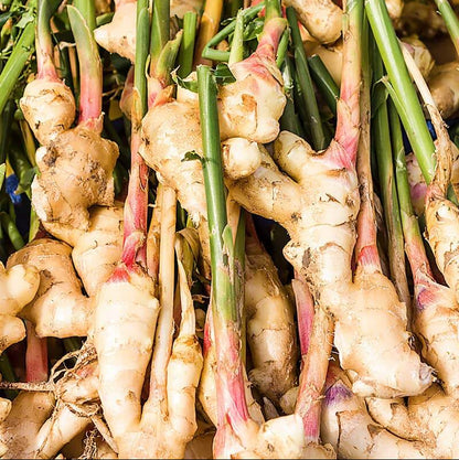 Green and White Ginger Seeds
