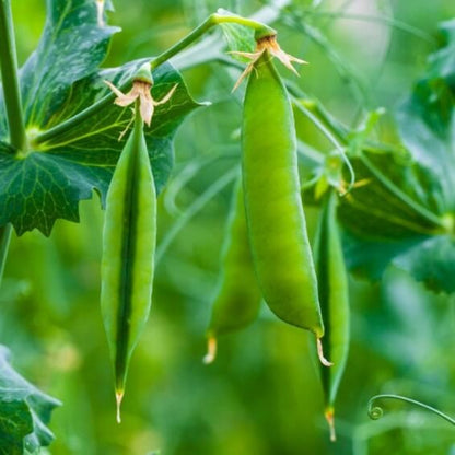 Green arrow pea seeds - Vegetable Plant