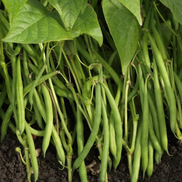 Green bean seeds - Vegetable Plant