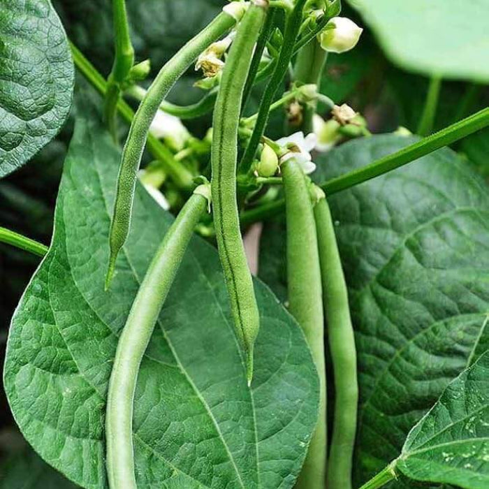 Green bean seeds - Vegetable Plant